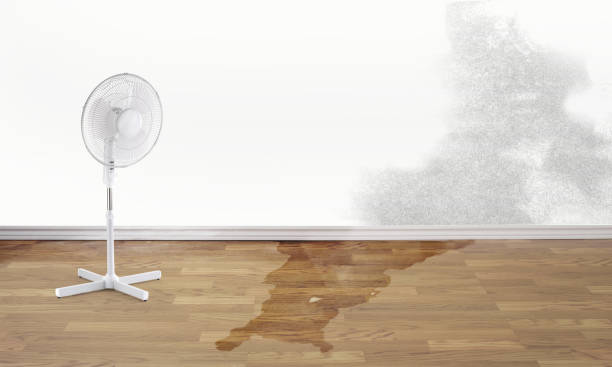 Best Mold removal after water damage  in Winthrop Harbor, IL